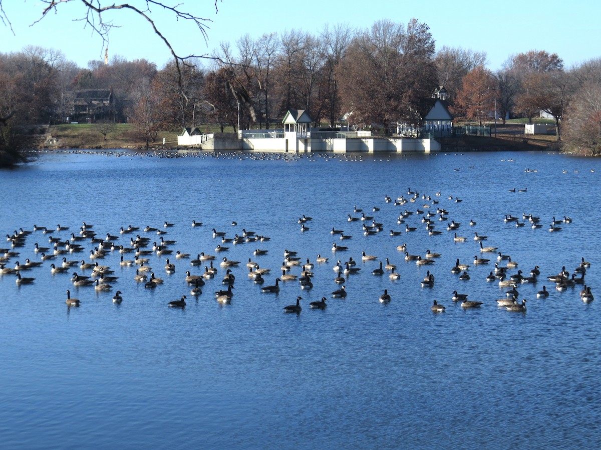 Kanadagans - ML646603438