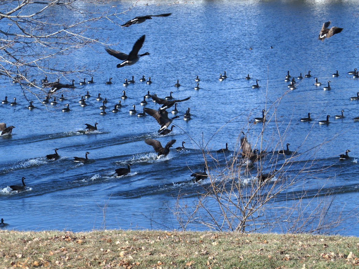 Kanadagans - ML646603439