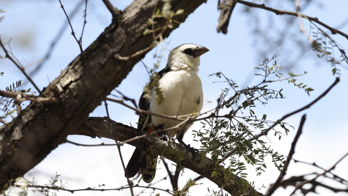 Starweber - ML646603441