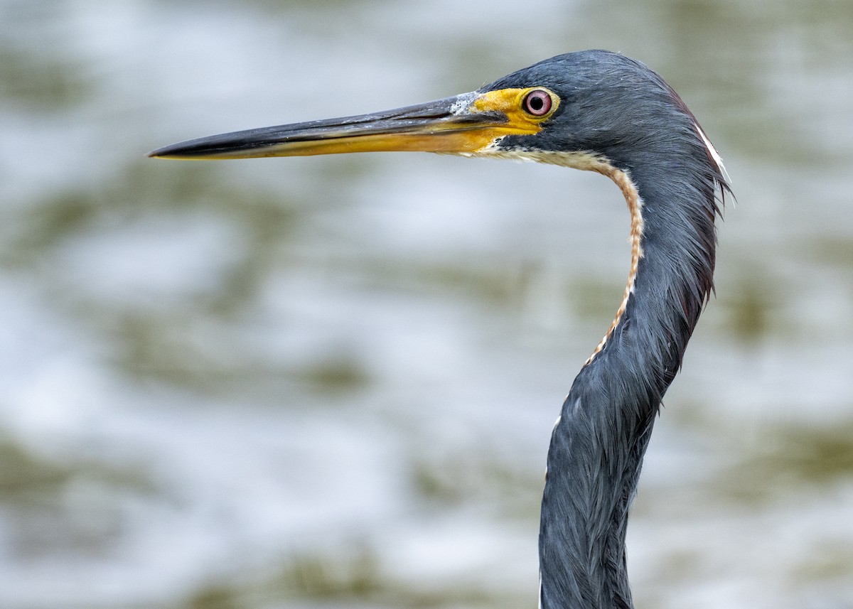 Dreifarbenreiher - ML646603442