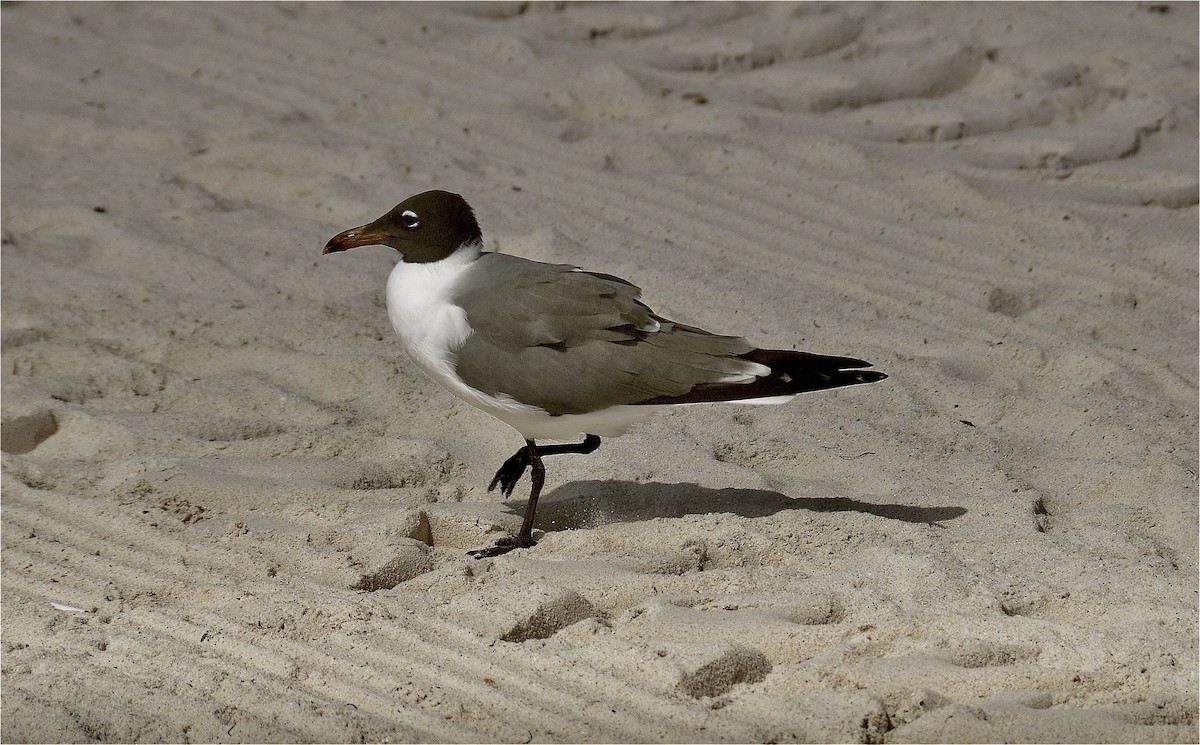 Aztekenmöwe - ML646603443