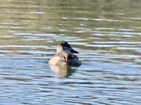 Schwarzkopf-Ruderente - ML646603444