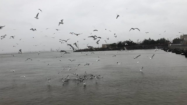 Ring-billed Gull - ML646603446