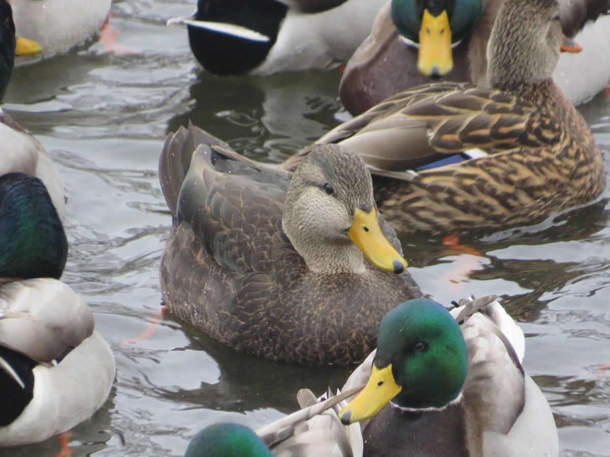 American Black Duck - ML646603451