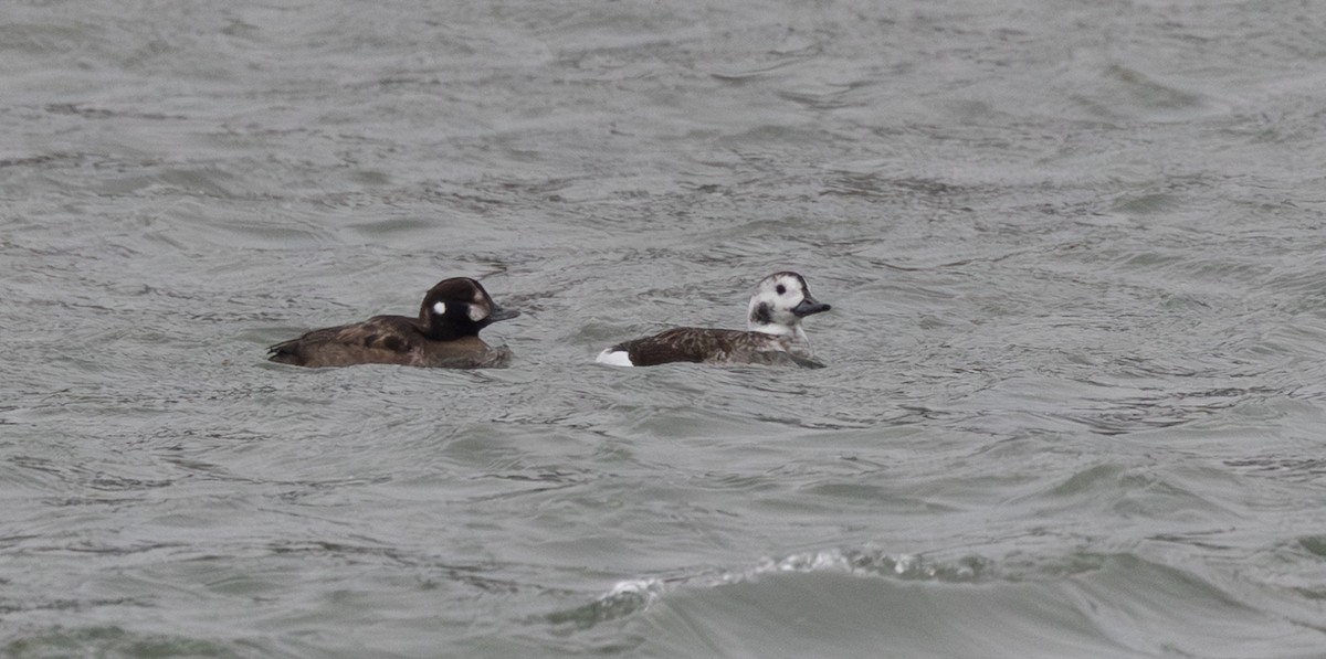 Kragenente - ML646603454