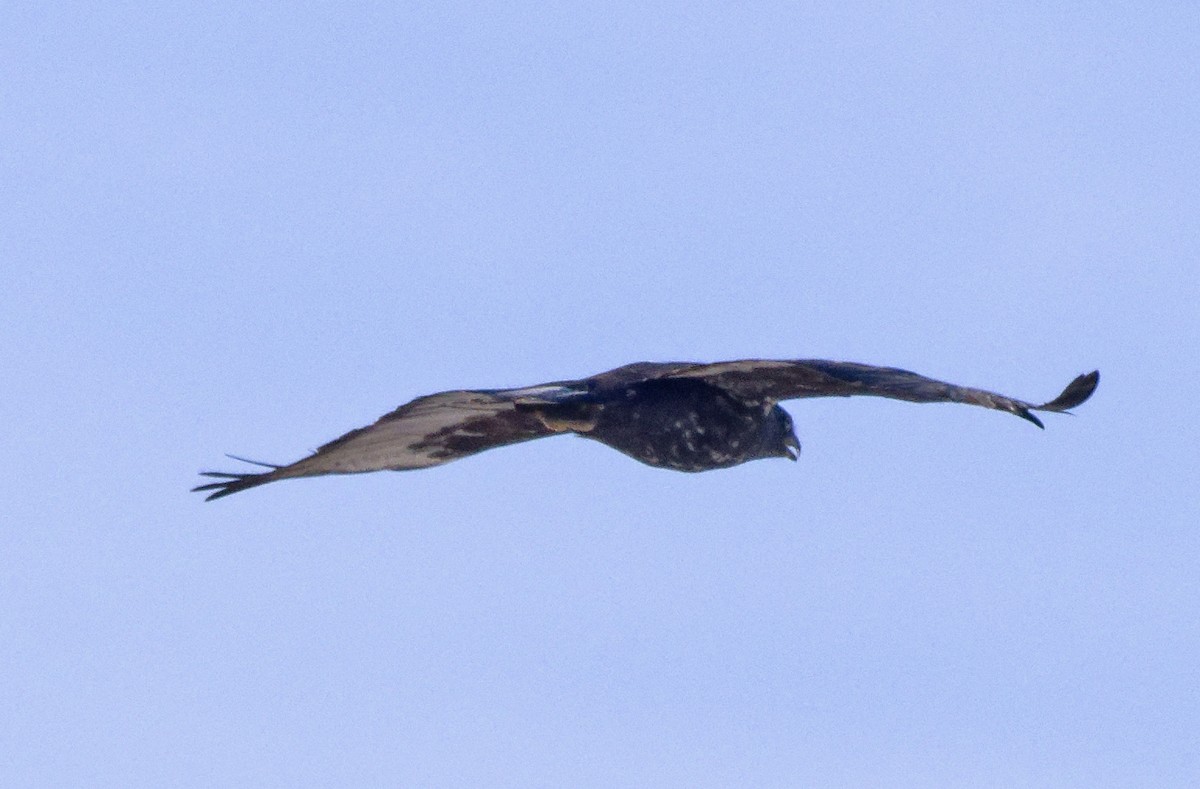 Red-tailed Hawk (Harlan's) - ML646603455
