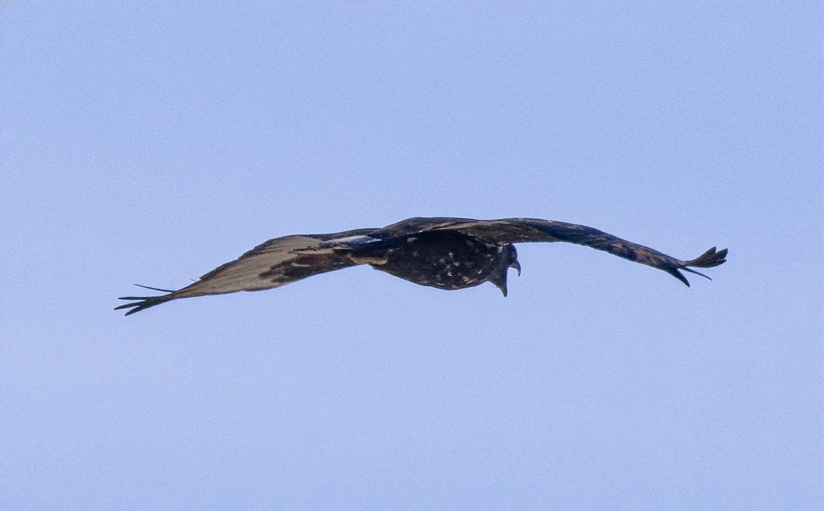 Red-tailed Hawk (Harlan's) - ML646603456
