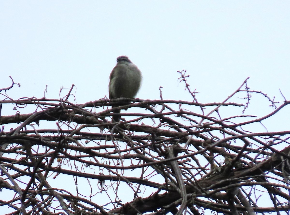 Venezuelan Tyrannulet - ML646603457
