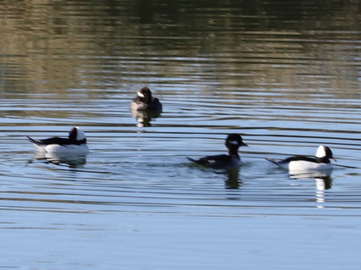 Bufflehead - ML646603460