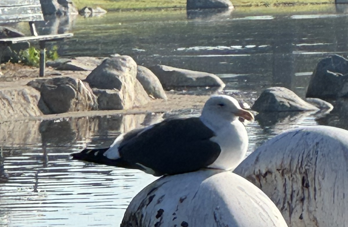Western Gull - ML646603461