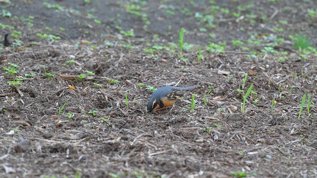 Varied Thrush - ML646603462