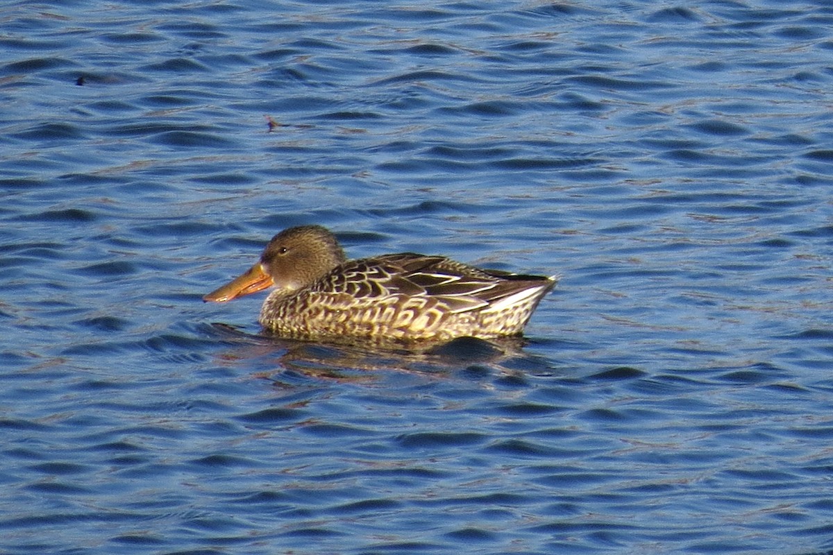 Cuchara Común - ML646603463