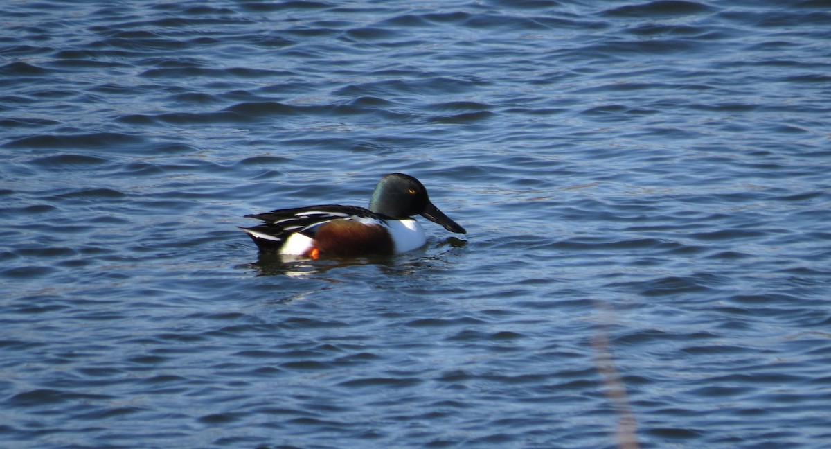 Cuchara Común - ML646603464