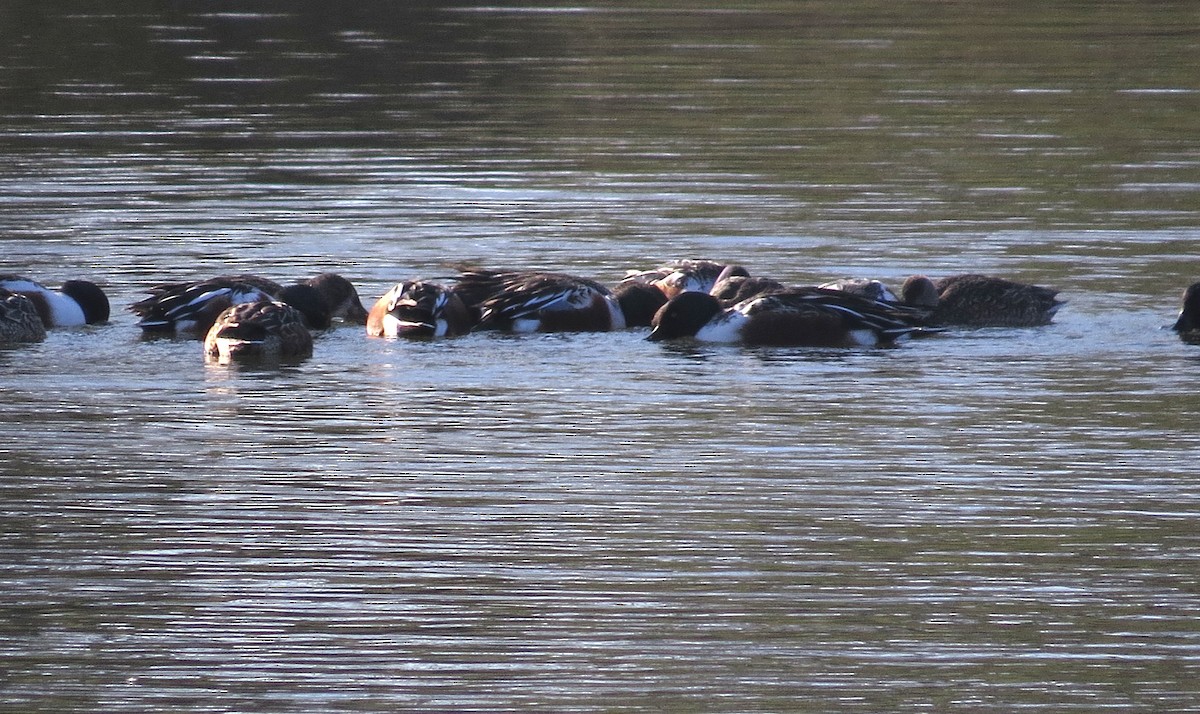 Cuchara Común - ML646603465