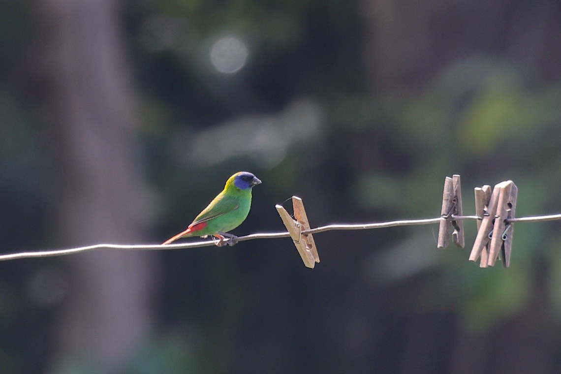 Blue-faced Parrotfinch - ML646603466