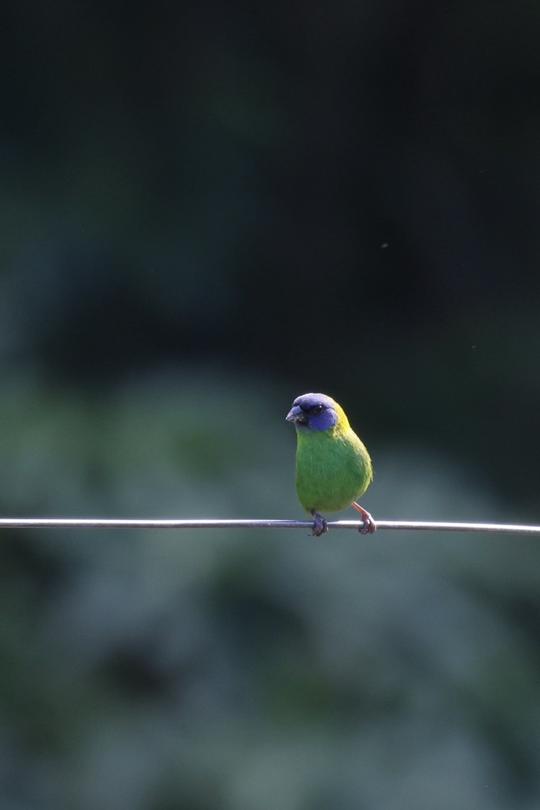 Blue-faced Parrotfinch - ML646603467