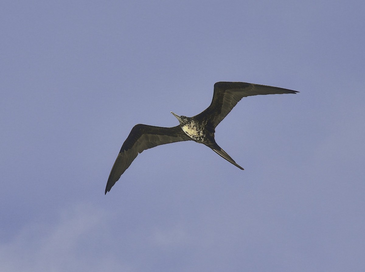 Magnificent Frigatebird - ML646603468
