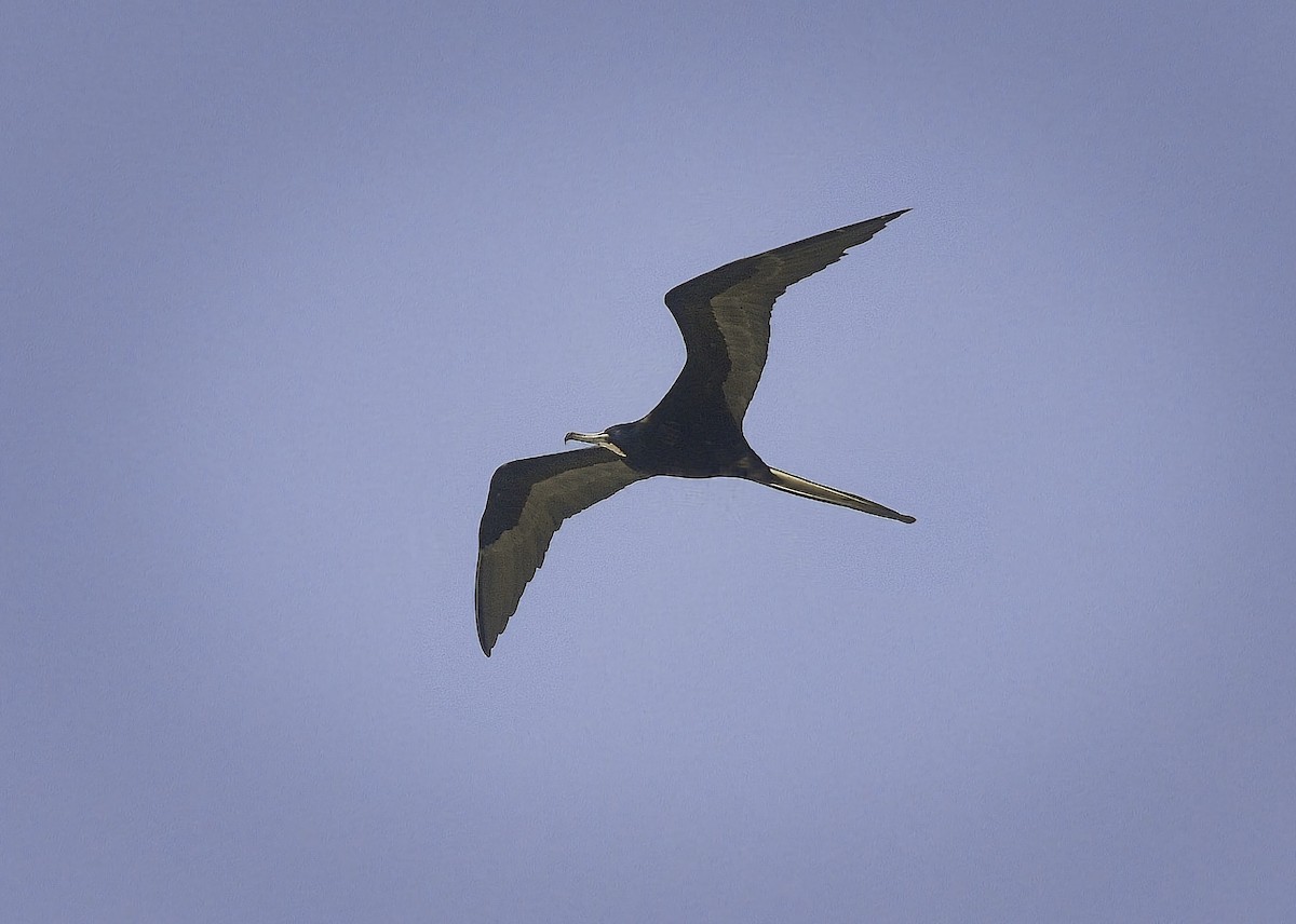 Magnificent Frigatebird - ML646603469