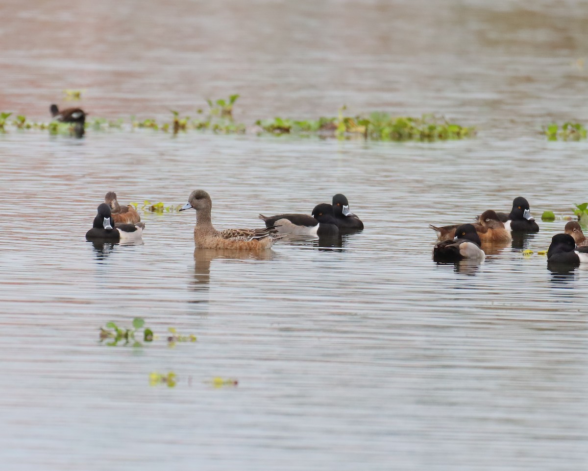 American Wigeon - ML646603470