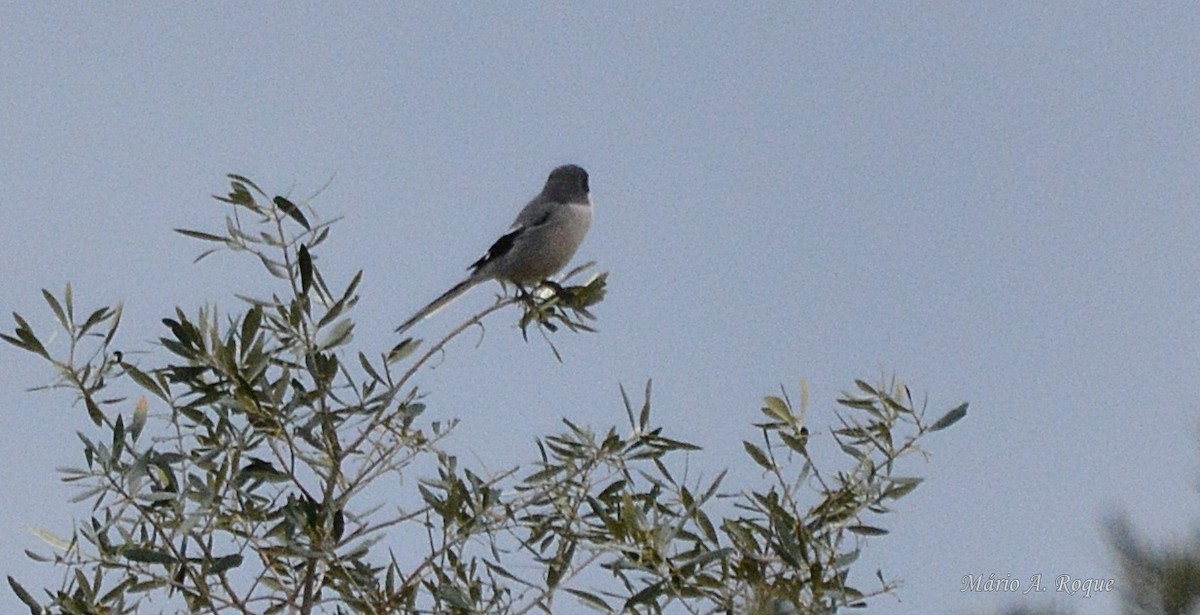 ťuhýk iberský - ML646603471