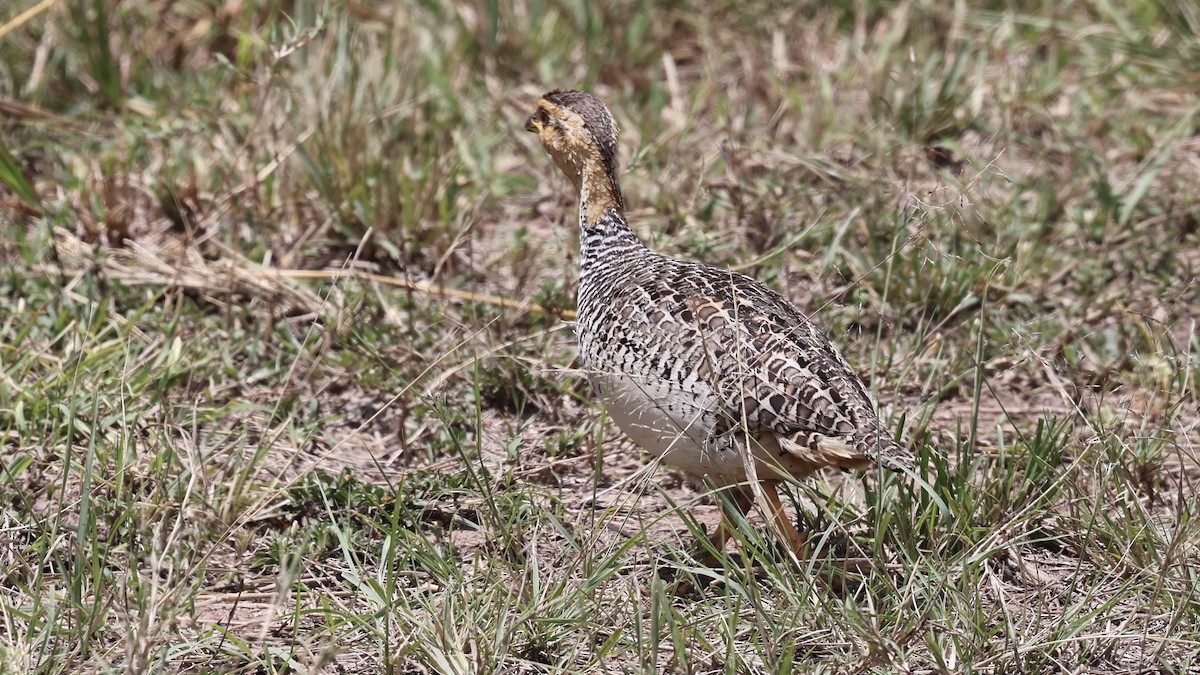 Coqui Francolin - ML646603472