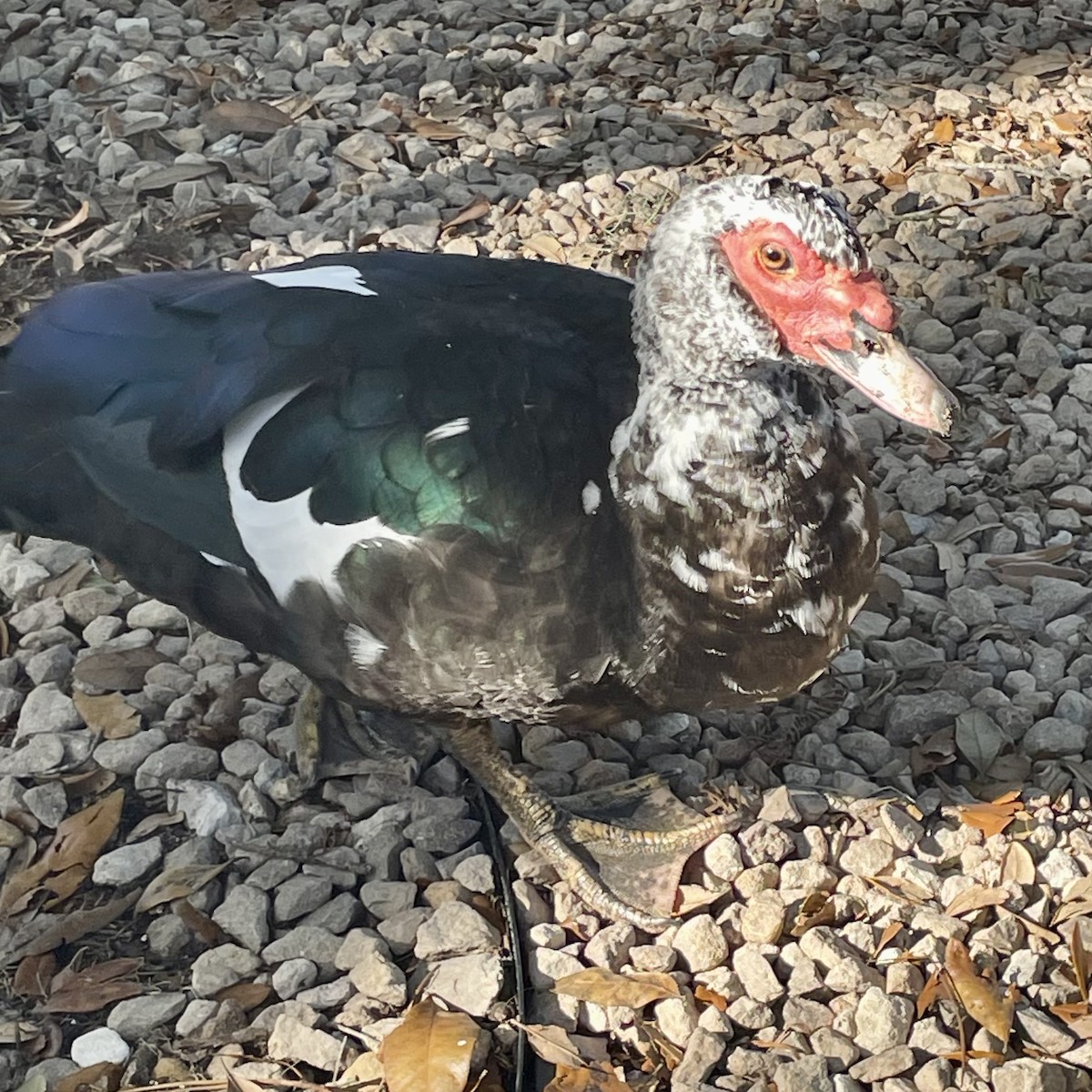Muscovy Duck (Domestic type) - ML646603475