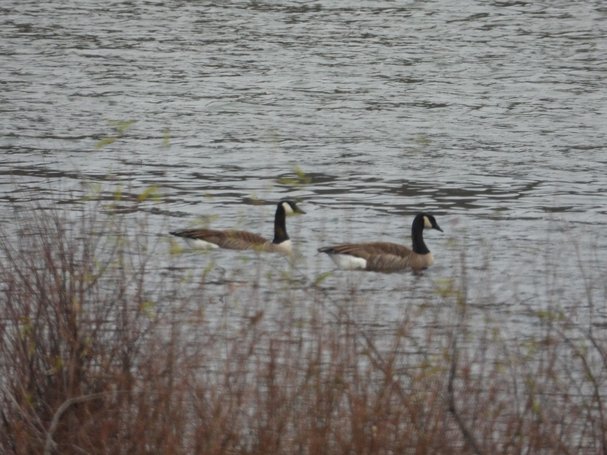 Barnacla Canadiense Grande - ML646603476