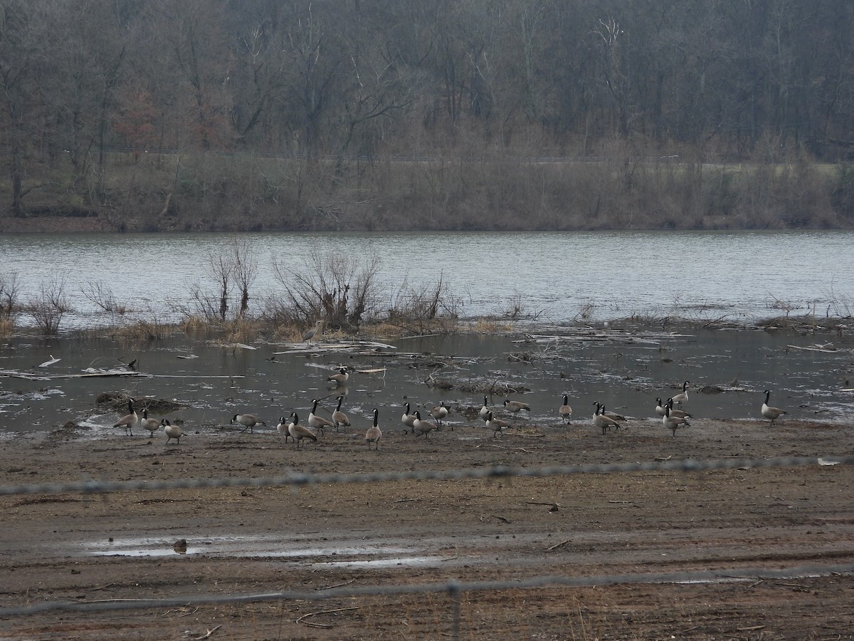 Barnacla Canadiense Grande - ML646603477