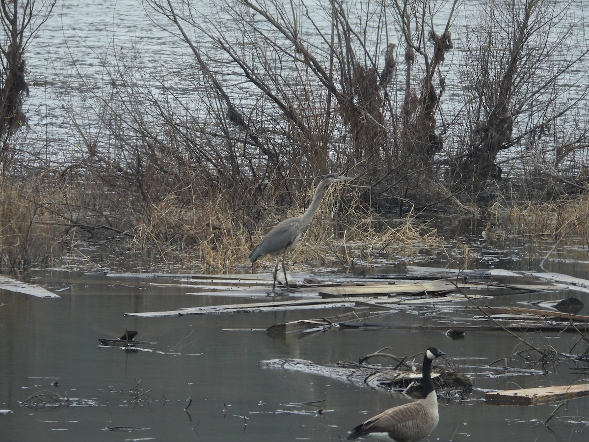 Barnacla Canadiense Grande - ML646603478