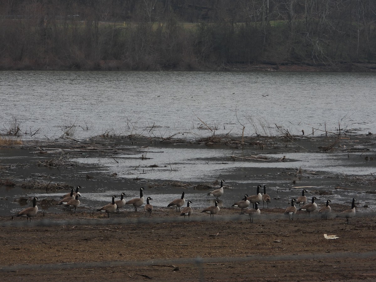 Barnacla Canadiense Grande - ML646603479