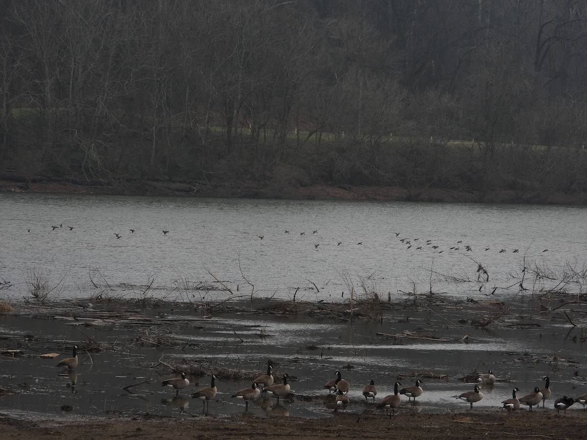 Barnacla Canadiense Grande - ML646603480