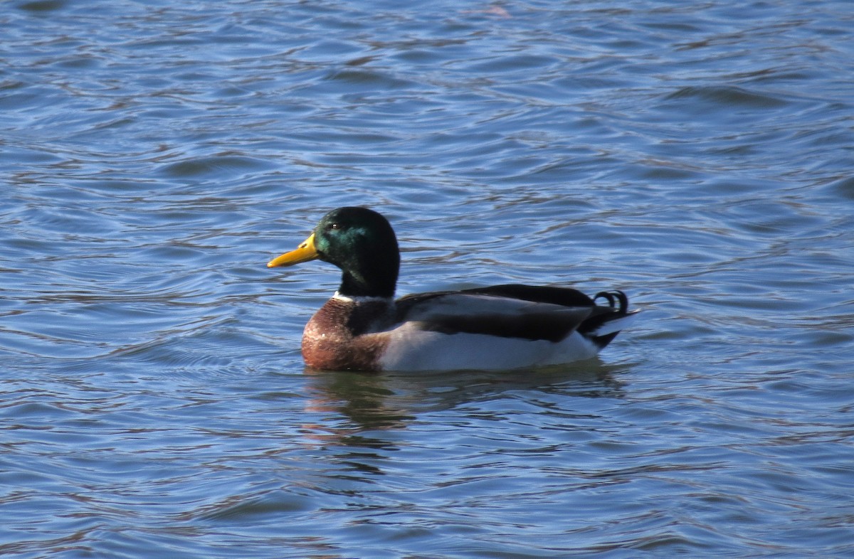 Ánade Azulón - ML646603481