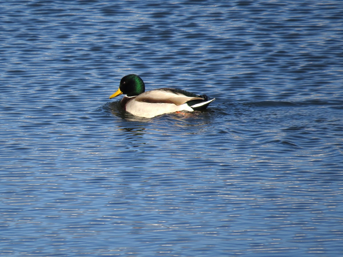 Ánade Azulón - ML646603482