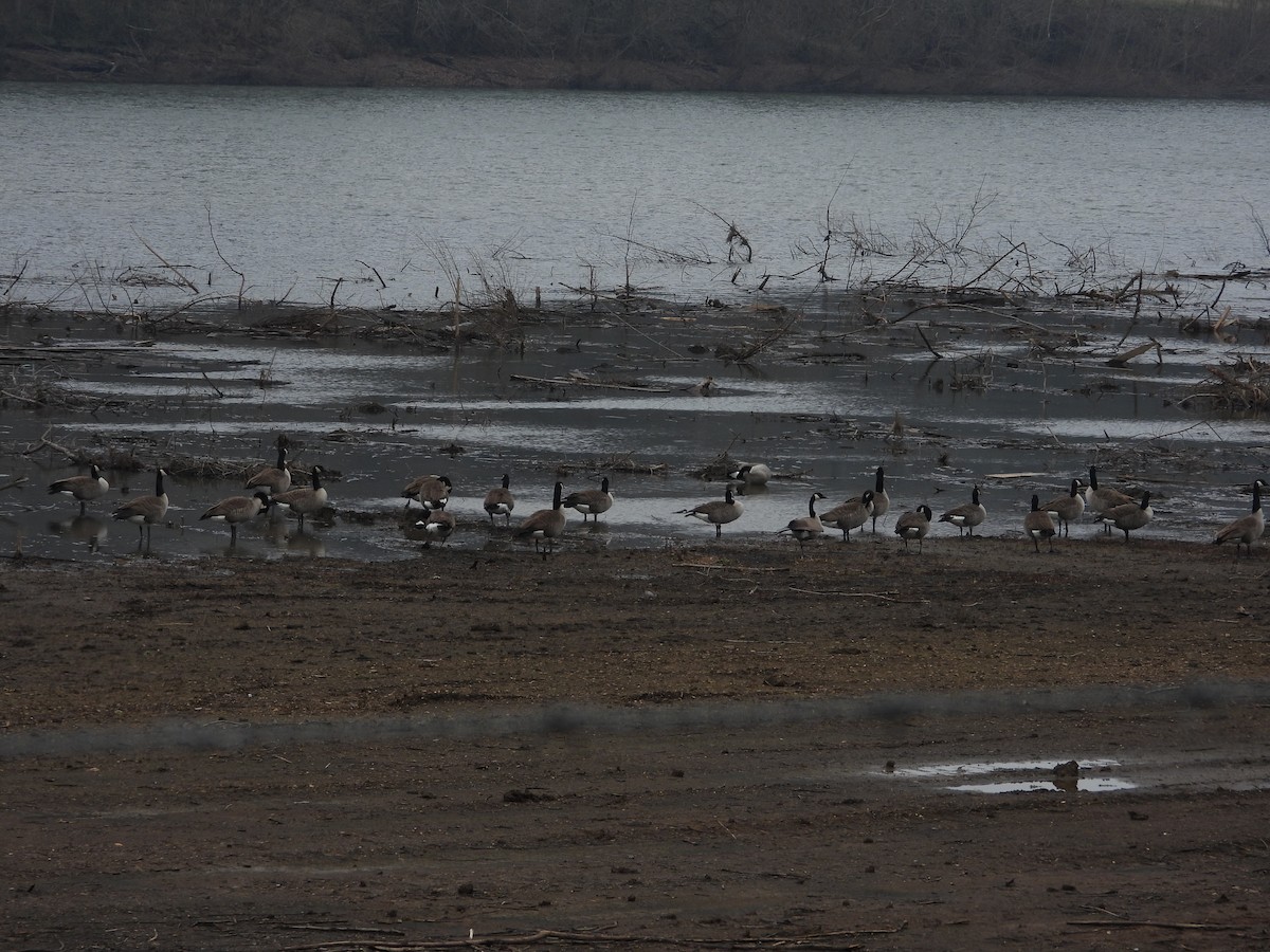 Barnacla Canadiense Grande - ML646603484