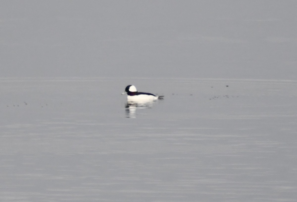 Bufflehead - ML646603485