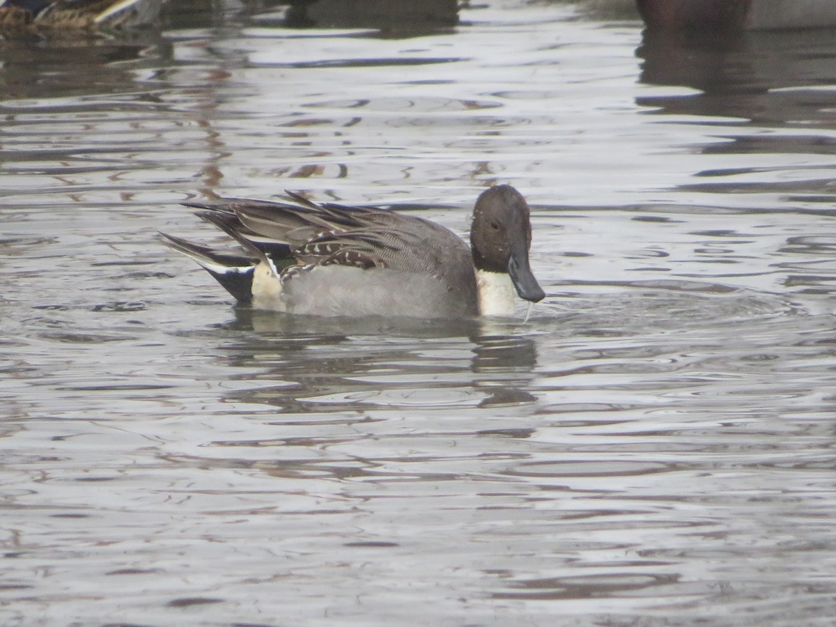 Northern Pintail - ML646603486