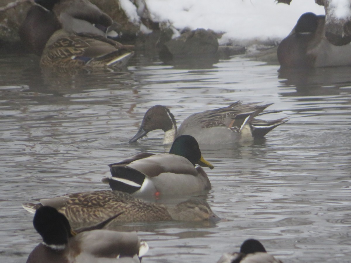 Northern Pintail - ML646603487