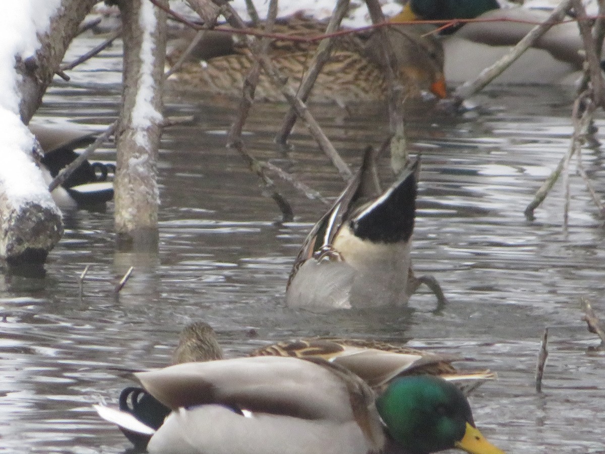Northern Pintail - ML646603488