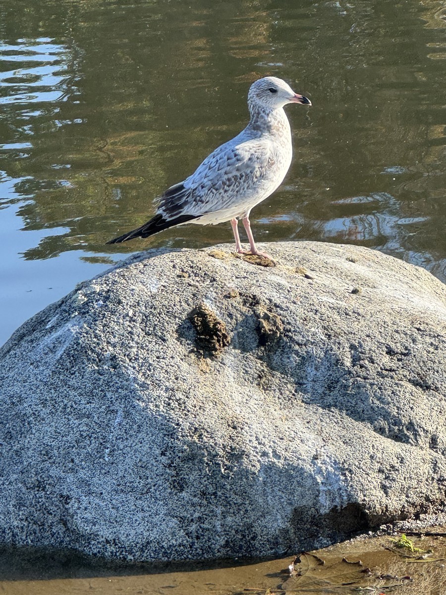 Delawareko kaioa - ML646603489