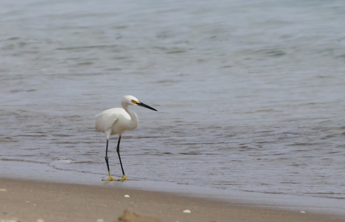 Snowy Egret - ML646603491