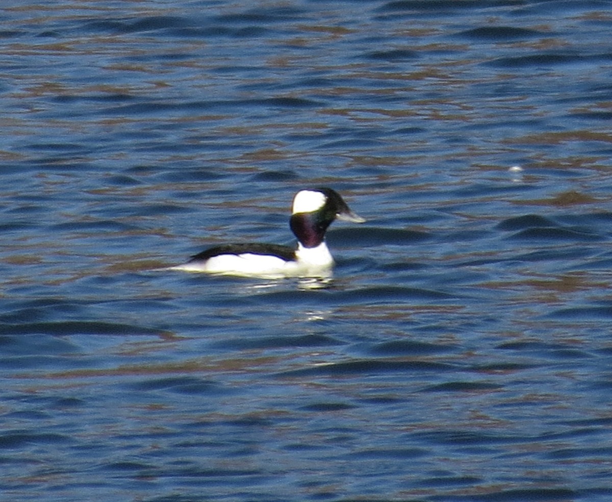 Porrón Albeola - ML646603495