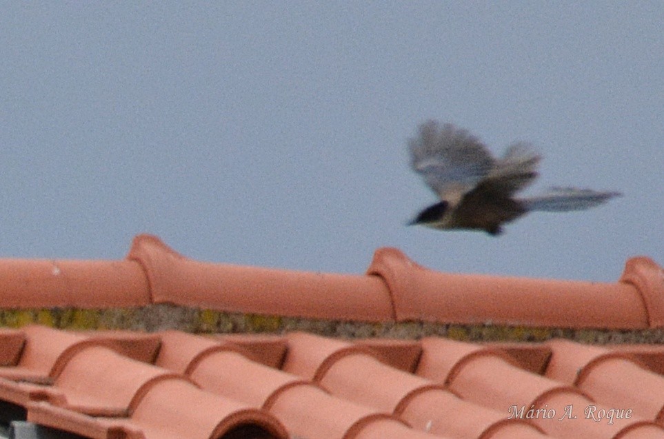 straka iberská - ML646603498