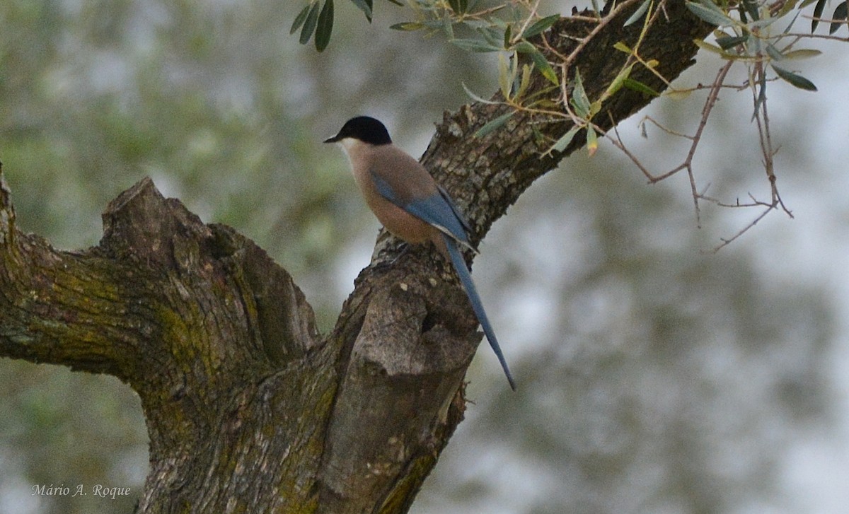 straka iberská - ML646603499