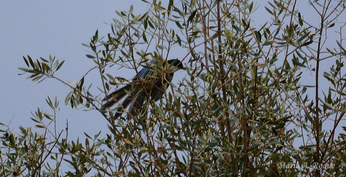 straka iberská - ML646603500