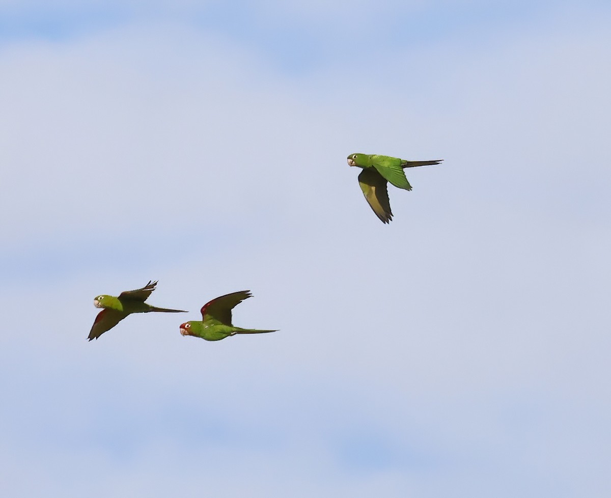 Red-masked Parakeet - ML646603506