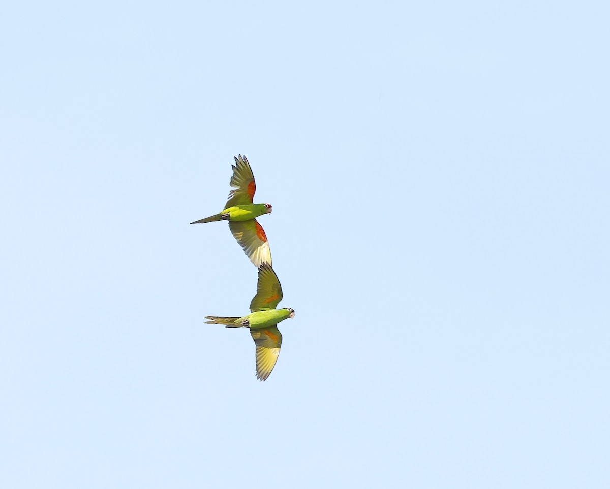 Red-masked Parakeet - ML646603507