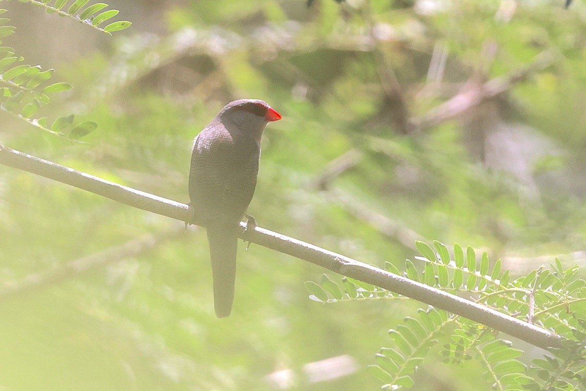 Common Waxbill - ML646603509