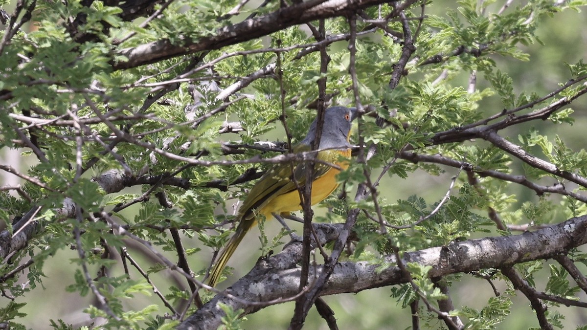 Gray-headed Bushshrike - ML646603510