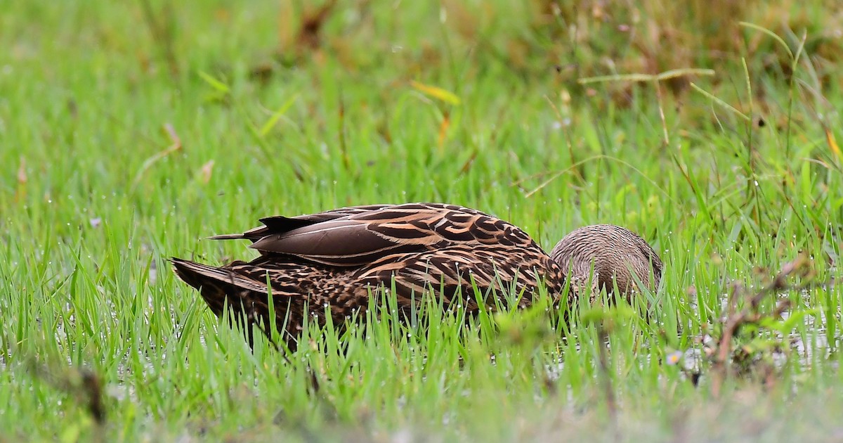 マダラガモ - ML646603512