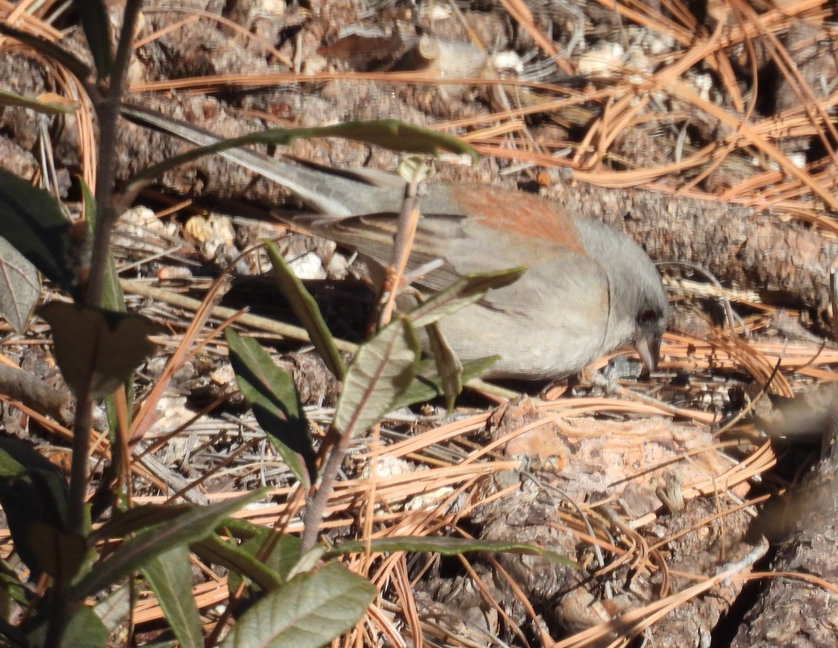 Junco Ojioscuro (Dorsirrojo) - ML646603513